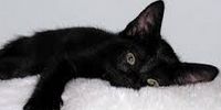 LAST NIGHT I DREAMED OF SEEING A BLACK CAT - WHAT DOES THIS MEAN
